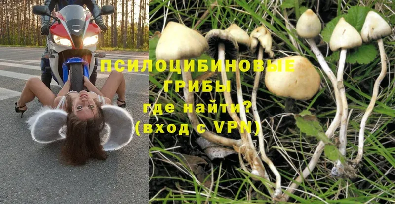 купить  сайты  Горняк  Псилоцибиновые грибы Magic Shrooms 